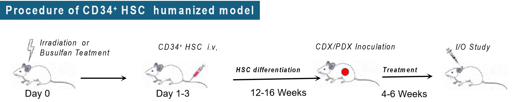hHSC人源化小鼠模型药物评价.jpg