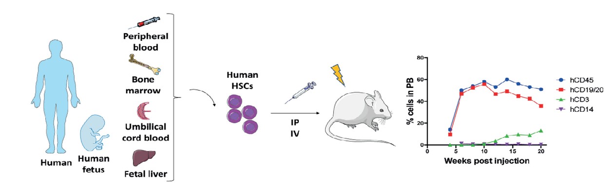 hHSC人源化小鼠肿瘤模型.jpg